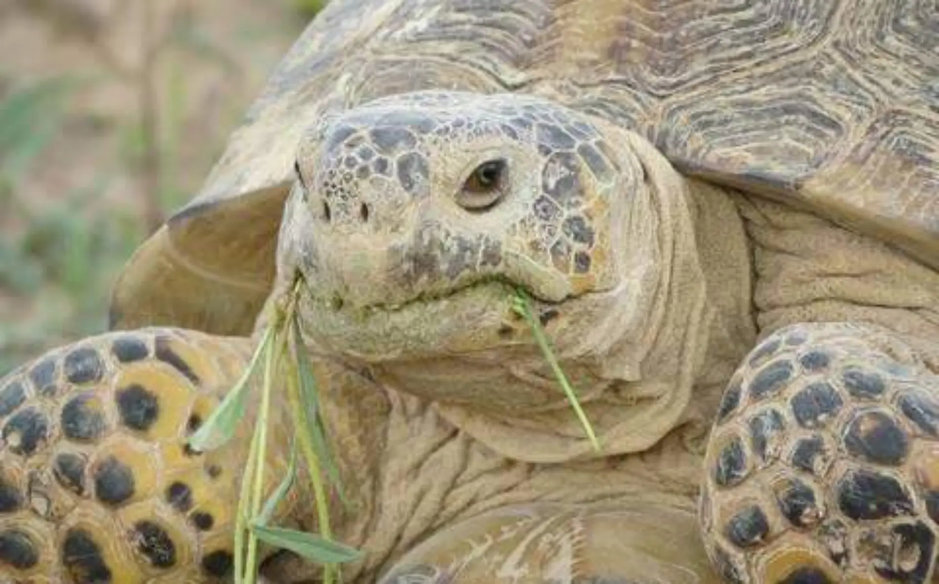 tortuga de mapimí comiendo